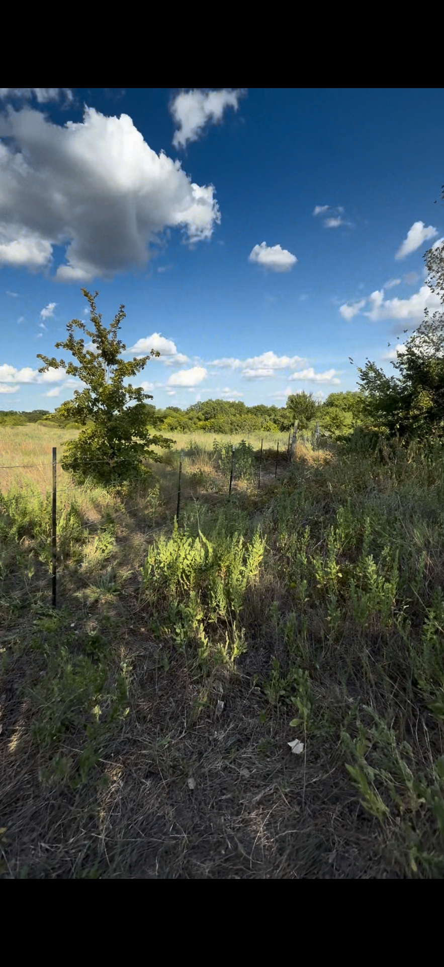 Fence / Trespass Line Clearing & Build after